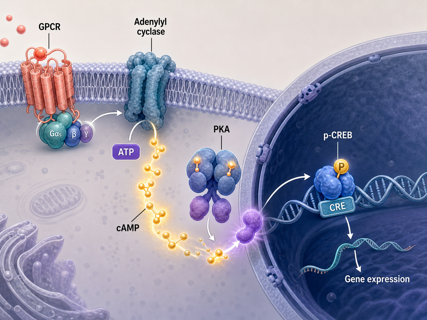 cAMP–PKA–CREB Mechanism Diagram example generated for a scientific mechanism figure page